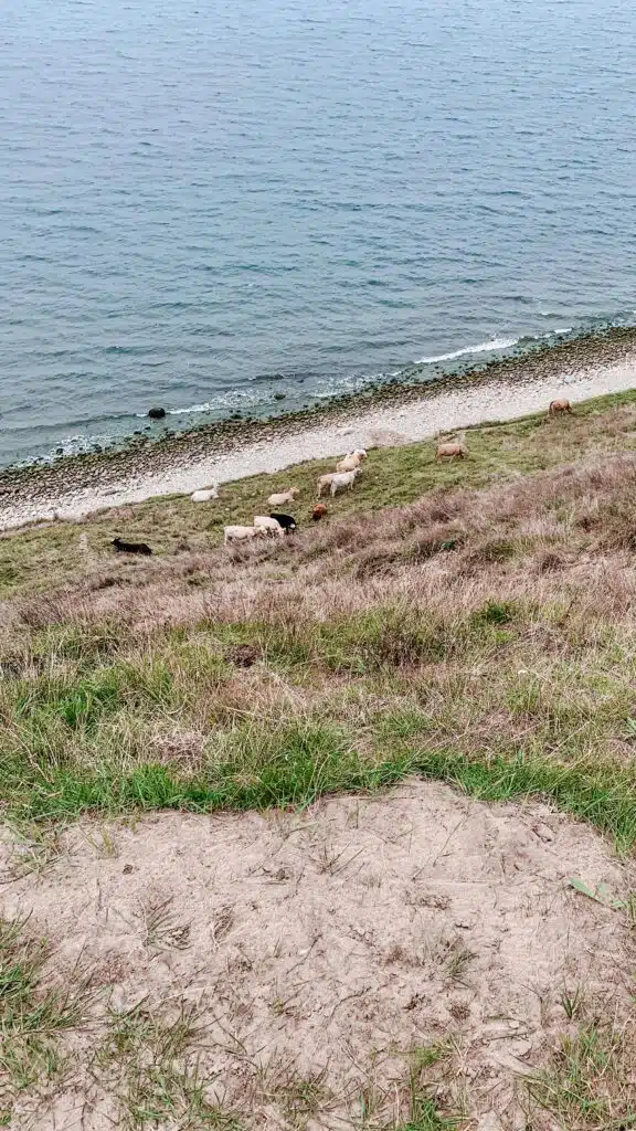 Ystad: atrakcje i przewodnik po malowniczym szwedzkim mieście 8 Ystad: atrakcje i przewodnik po malowniczym szwedzkim mieście 4