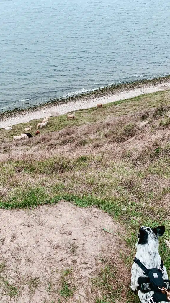 Ystad: atrakcje i przewodnik po malowniczym szwedzkim mieście 11 Ystad: atrakcje i przewodnik po malowniczym szwedzkim mieście 7
