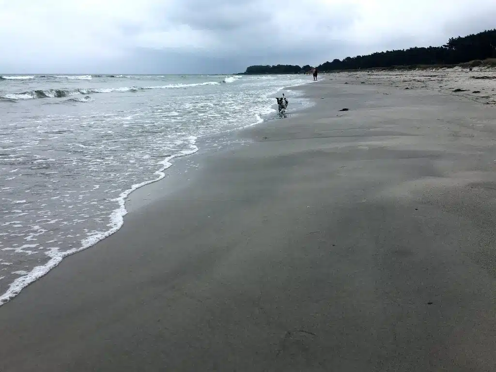 Szeroka, pusta plaża z jasnym piaskiem ciągnie się wzdłuż lasu, przy brzegu fale, w oddali mały pies
