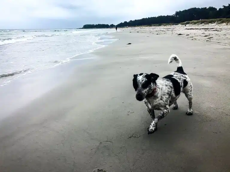 Czarno-biały pies z zadartym ogonem idzie po ubitym piasku plaży, w tle morze i las